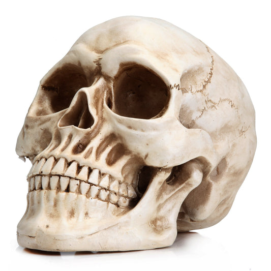 READAEER Life Size Skeleton Replica Realistic Human Skull Head Bone Model (Normal) Normal